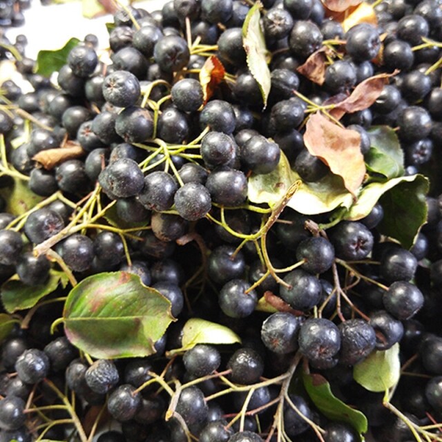 행복한아로니아,[행복한아로니아] 강원고성 금강산 아로니아 착즙원액 고급형 선물세트